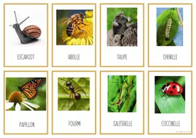Aperçu - Cartes / Images - Cartes nomenclature animaux domestiques & jardin - Page 2