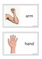 Vorschau - Präsentationen/Tafelbilder - Wandtafelkarten "body parts" - Seite 1