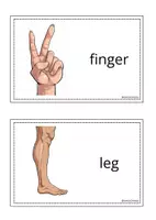 Vorschau - Präsentationen/Tafelbilder - Wandtafelkarten "body parts" - Seite 2