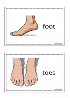 Vorschau - Präsentationen/Tafelbilder - Wandtafelkarten "body parts" - Seite 3