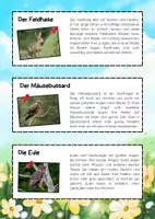 Vorschau - Mal- und Bastelvorlagen - Heimische Tierarten Lesetexte zum Ausschneiden - Seite 3