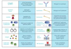 Vorschau - Stationenlernen - Immunsystem: spezifische Abwehr – Domino Spiel (Abitur) - Seite 2