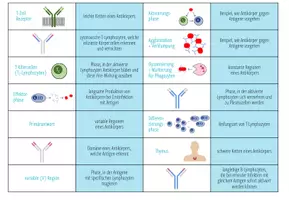Vorschau - Stationenlernen - Immunsystem: spezifische Abwehr – Domino Spiel (Abitur) - Seite 3