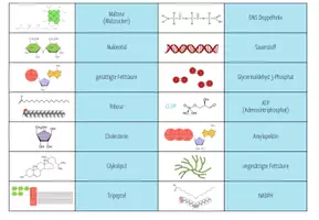 Vorschau - Spiele - Wichtige Moleküle in der Biochemie - Domino Spiel (Abitur) - Seite 3