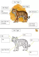 Vorschau - Arbeitsblätter - Lerntheke: Der Tiger (Wildtiere) - Seite 2