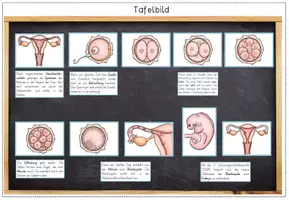 Vorschau - Präsentationen/Tafelbilder - Sexualerziehung - Bildkarten - Befruchtung / Schwangerschaft / Baby - neues Leben entsteht - Seite 3
