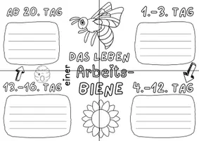 Vorschau - Arbeitsblätter - Arbeitsblatt: Entwicklung der BIENEN - Seite 2