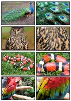 anteprima - Altro tipo di materiale - Matching "manto degli animali" - Pagina 2