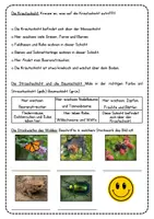 Vorschau - Arbeitsblätter - Stockwerke des Waldes - Arbeitsblätter - Seite 2