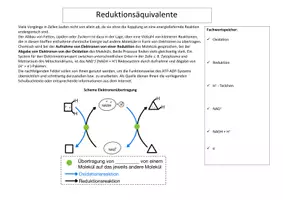 Vorschau - Arbeitsblätter - Notizhilfe Kopplungsreaktion, ATP-System, Reduktionsaequivalente - Seite 3