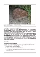 Vorschau - Arbeitsblätter - Säugetiere und Vögel - Wachsendes Materialpaket - Seite 2