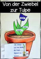 Vorschau - Arbeitsblätter - Frühblüher von der Zwiebel (Knolle) zur Tulpe - Flipbook - Seite 2
