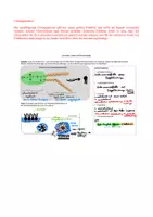 Vorschau - Arbeitsblätter - Notizhilfe Lipide, Phospholipide, Membran - Seite 3