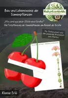 Vorschau - Arbeitsblätter - "Faltkirschen" - Fortpflanzung der Samenpflanzen - Deckblatt