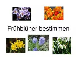 Vorschau - Spiele - Powerpoint und Bildkarten: Frühblüher bestimmen, Frühblüher Rätsel - Seite 1