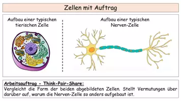 Vorschau - Stundenentwürfe - Nervenzelle - Biologie Oberstufe Komplettpaket: Puzzle, AB, PPT, QR- & Quiz inkl. Lösungen - Seite 1