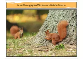 Vorschau - Arbeitsblätter - Eichhörnchen - Bundle für den Kindergarten - Seite 3
