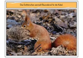 Vorschau - Poster - Eichhörnchen: Entwicklung / Lebenszyklus (Sachwissen Kindergarten) - Seite 3