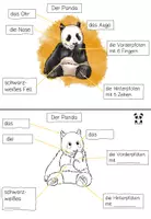 Vorschau - Stationenlernen - Lerntheke: Der Panda (Wildtiere) - Seite 2