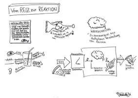 Vorschau - Präsentationen/Tafelbilder - Vom Reiz zur Reaktion - Seite 1