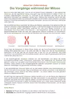 Vorschau - Arbeitsblätter - Mitose und Zellzyklus - Biomino - Seite 1