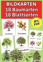 Vorschau - Bildkarten - Baumarten & Blattsorten Poster – Bäume kennenlernen für Kita, Vorschule & Grundschule - Deckblatt