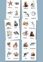 Vorschau - Bildkarten - Meerestiere kennenlernen mit 44 Aquarellkarten – Sprachförderung und Sachunterricht im Set - Seite 2