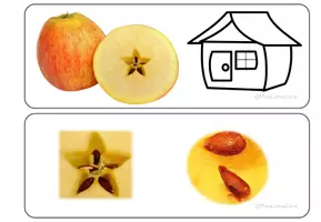 Vorschau - Präsentationen/Tafelbilder - Lied-Bildkarten: "In meinem kleinen Apfel" - Seite 3