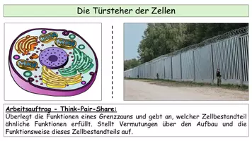 Vorschau - Stundenentwürfe - Biomembran Komplettpaket Oberstufe – Aufbau, Diffusion, Osmose & Stofftransport - Seite 2