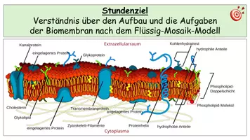 Vorschau - Stundenentwürfe - Biomembran Komplettpaket Oberstufe – Aufbau, Diffusion, Osmose & Stofftransport - Seite 3