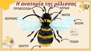 Προεπισκόπηση - Flashcards - Η ΖΩΗ ΤΗΣ ΜΕΛΙΣΣΑΣ-ΚΥΚΛΟΣ ΖΩΗΣ-ΠΑΓΚΟΣΜΙΑ ΗΜΕΡΑ ΜΕΛΙΣΣΑΣ 20 ΜΑΙΟΥ - Εξώφυλλο