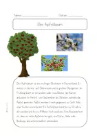 Vorschau - Arbeitsblätter - Apfelbaum - Der Herbst- Ernte und Obstbäume - Text,Steckbrief,Fragen - Seite 3