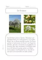 Vorschau - Arbeitsblätter - Birnbaum Der Herbst- Ernte und Obstbäume - Text,Steckbrief,Fragen - Seite 2