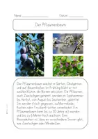 Vorschau - Arbeitsblätter - Pflaumenbaum - Der Herbst- Ernte und Obstbäume - Text,Steckbrief,Fragen - Seite 2