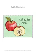 Vorschau - Stundenentwürfe - Aufbau Apfel Unterrichtseinheit - Seite 3