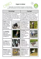 Vorschau - Arbeitsblätter - Vögel im Winter - Arbeitsblatt zu Zugvögeln und Standvögeln mit Beispielen - Seite 3