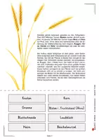 Vorschau - Arbeitsblätter - Getreide – Die sieben Getreidearten | Legestern, Weizen, Roggen, Hafer, Gerste, Mais, Reis, Hirse, Montessori | Sachunterricht Biologie Klasse 3-8 Farbdruck - Seite 2
