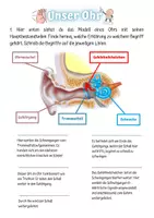 Vorschau - Arbeitsblätter - Akustik und Schall: Unser Ohr - Seite 1