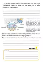 Vorschau - Arbeitsblätter - Akustik und Schall: Unser Ohr - Seite 2