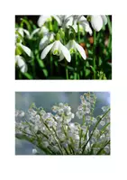 Vorschau - Präsentationen/Tafelbilder - 18 Frühlingsblumen-Bildkarten-Namenskarten zum Zuordnen - Seite 2