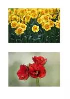 Vorschau - Präsentationen/Tafelbilder - 18 Frühlingsblumen-Bildkarten-Namenskarten zum Zuordnen - Seite 3