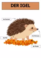 Vorschau - Arbeitsblätter - Der Igel | Tafelmaterial | Arbeitsblätter - Seite 1