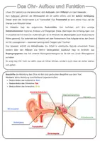 Vorschau - Arbeitsblätter - Das Ohr- Aufbau und Funktion | Unterrichtsreihe "Unsere Sinne"- Biologie 5.-7. Klasse - Seite 1