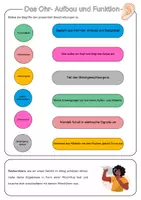 Vorschau - Arbeitsblätter - Das Ohr- Aufbau und Funktion | Unterrichtsreihe "Unsere Sinne"- Biologie 5.-7. Klasse - Seite 2
