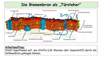 Vorschau - Stundenentwürfe - Stofftransport Biomembran - Unterrichtsstunde Oberstufe: AB, PPT, Infokarten, QR - Seite 2