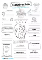 Vorschau - Arbeitsblätter - Steckbrief Eichhörnchen - Seite 1