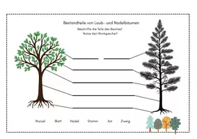 Vorschau - Arbeitsblätter - Arbeitsheft Laub- und Nadelbäume - Seite 3