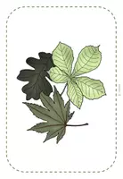 Vorschau - Präsentationen/Tafelbilder - Tafelmaterial Pflanzen des Waldes (Plakate & Schilder) - Seite 3