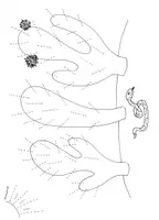 Vorschau - Arbeitsblätter - Graphomotorische Übungen- Vorübungen zum Schreiben von Buchstaben - Seite 3