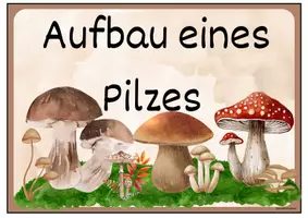 Vorschau - Spiele - Pilze im Wald: Aufbau eines Pilzes - Tafelmaterial/Legematerial - Seite 3